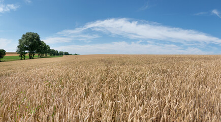 Hellbraunes Weizenfeld kurz vor der Ernte im ländlichen Sommer