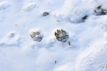 
The dog walked in the snow and left its tracks