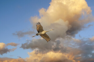 Sandhill Crane in Flight Bernardo Waterfowl Area  sunset New Mexico USA