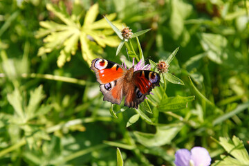 peacock butterfly on a flower