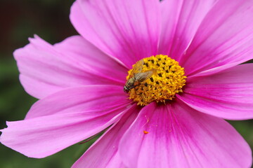 Insect on pink flower