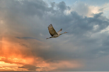 Sandhill Crane in Flight Bernardo Waterfowl Area New Mexico USA