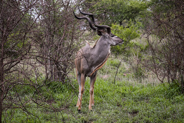 A Greater kudu (Tragelaphus strepsiceros) alone in the bushes in Kruger National Park, South Africa.