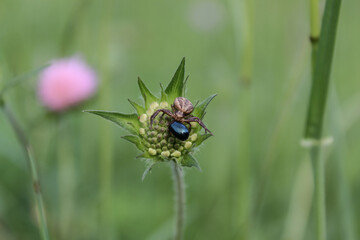 spider on a flower