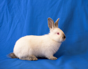 Obraz premium A little white bunny stands on a blue background