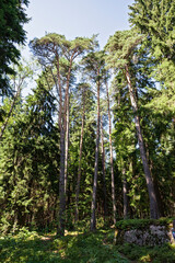 old pine trees in Karelia, vertical natural landscape 