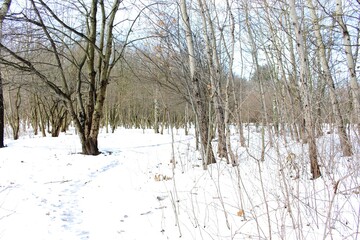 
Snow fell in the forest. Branches of trees in ice and snow. The path is trodden deep into the forest.