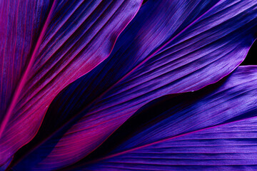 Fototapety  tropical leaves, dark purple foliage, botanical nature background