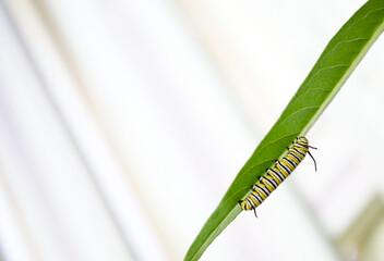 A large fifth instar monarch caterpillar eating milkweed
