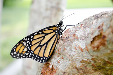An up close view of a monarch butterfly
