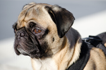 Obraz premium A pug dog looking into the distance 