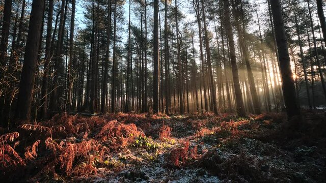 Morning Woodland Sunbeams Timelapse (Nottingham)