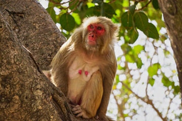A Wild Monkey is loking around from a tree, Rudraprayag, India