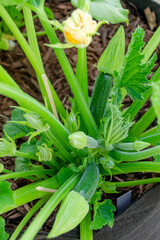 Obraz premium A group of female zucchini flower buds 