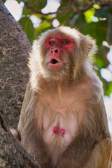 A Portrait of a Monkey with Funny Face and Open Mouth, Rudraprayag, India