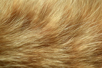 Ginger cat fur texture background.