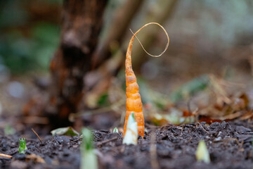 fresh carrot in garden