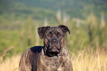 Beautiful purebred dog cane corso outdoors portrait