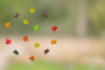 Concept of Autumn Maple leaves swirling in the breeze against a natural light background