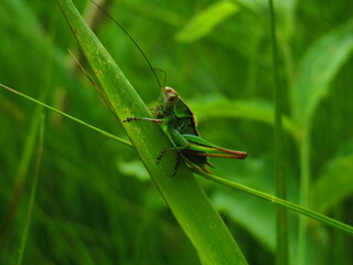 Fototapeta premium A green grasshopper sits in the green grass