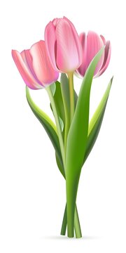 Bunch of pink tulips on white background. Realistic spring colorful flowers vector illustration. Floral decorative plants with petals and green leaves in blossom