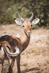 Naklejka na ściany i meble Cute Impala in South Africa
