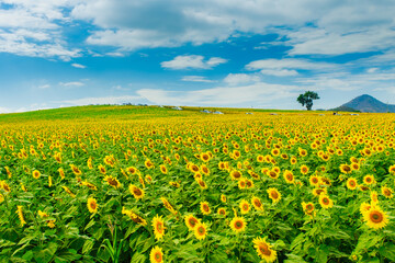 field of yellow flowers