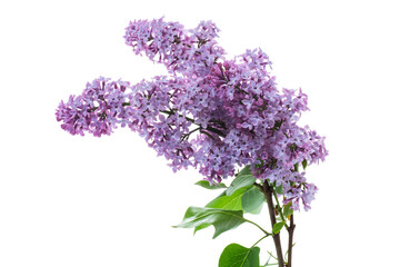 bouquet of beautiful spring flowers of lilac on white background