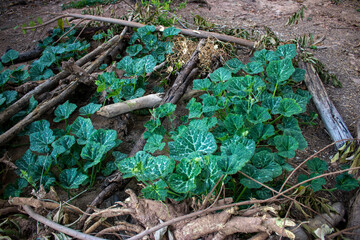 Pumpkin trees on the ground