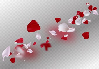 Pink falling petals on transparent background. vector file included