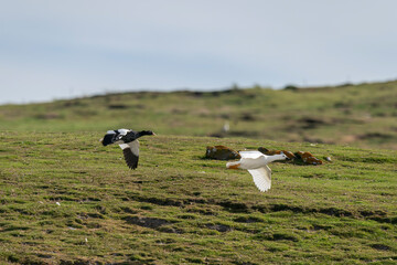 The Kelp Goose (Chloephaga hybrida)