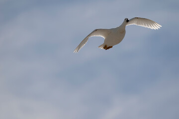 The Kelp Goose (Chloephaga hybrida)