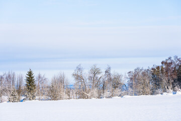 Edge zone with trees by a field at Toten, Norway, in winter.