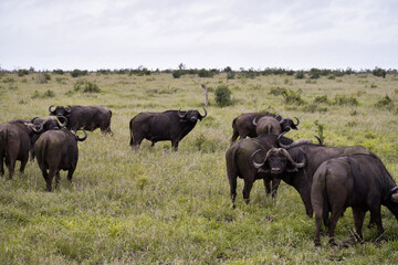 Naklejka na ściany i meble A group of African Buffalos (Syncerus caffer) in the bushes in Kruger National Park, South Africa.