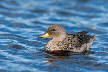 The yellow-billed pintail (Anas georgica)