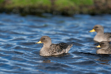 The yellow-billed pintail (Anas georgica)