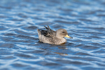 The yellow-billed pintail (Anas georgica)