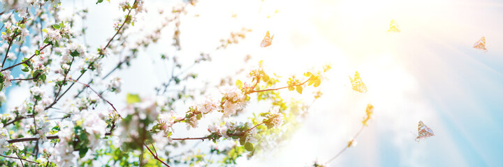Blooming apple tree branch with flying butterflies at spring garden against blue sky. Soft focus