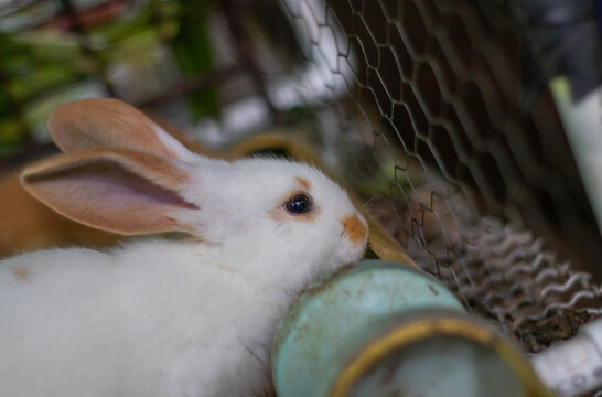 Conejo