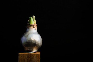 Amaryllis bulb covered with wax on black background