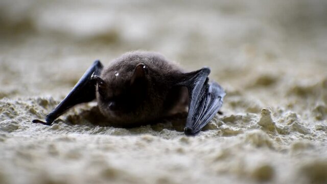 Bat. A small bat hanging on the wall.