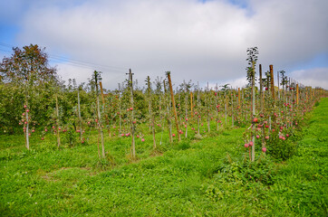 Obraz premium Äpfel Plantage. Oberstdorf Umland