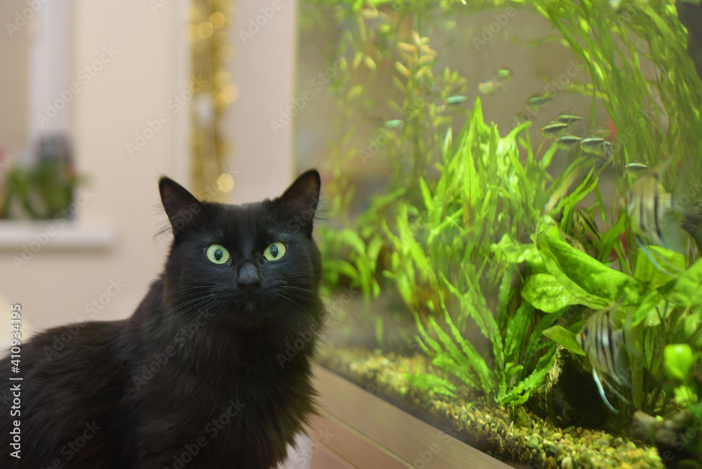 Wall mural Black cat watching looking at aquarium fish.