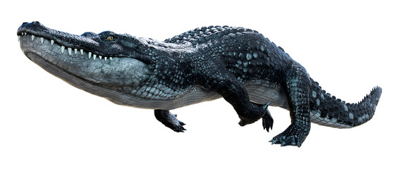 3D Rendering Black Alligator on White