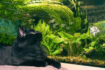 Black cat watching looking at aquarium fish. - 410934340