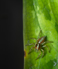 spider on a leaf