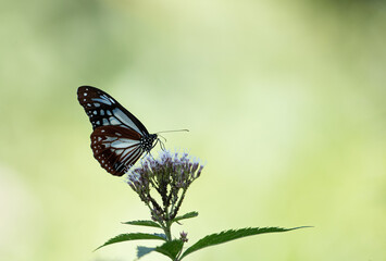 アサギマダラの食事
