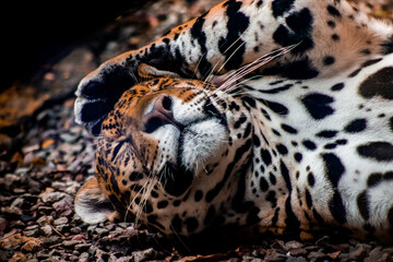 Jaguar descansando © TatánHerrera