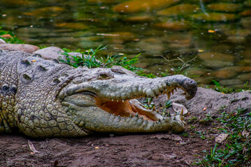 Cocodrilo en el zoo