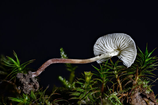 Cystolepiota seminuda is an inedible, common mushroom of the genus Cystolepiota.